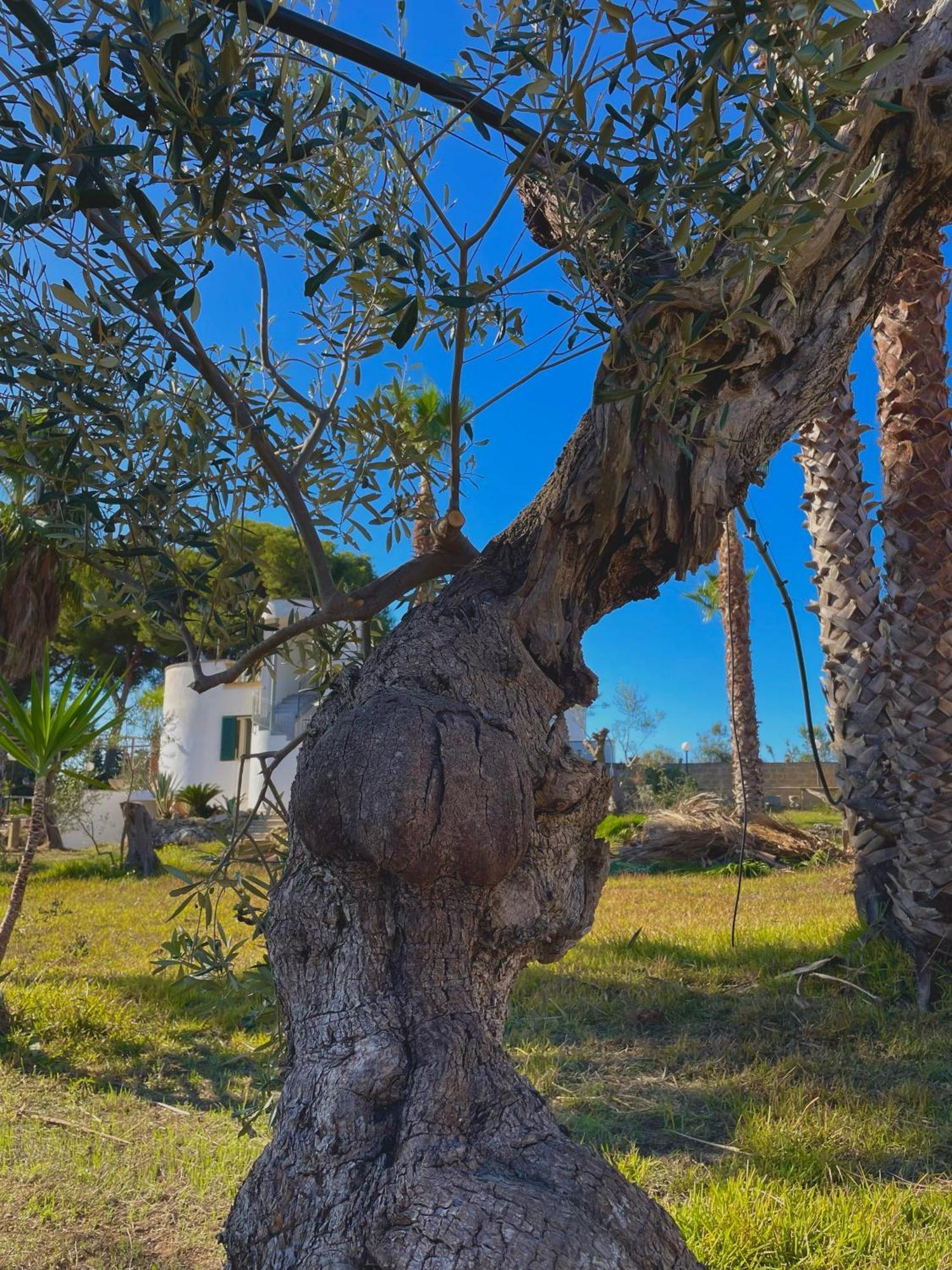 Tenuta Kalos Gallipoli Exterior foto